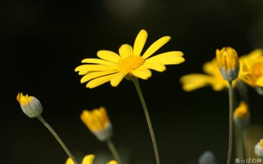 花卉展鲜花摄影壁纸 1920*1200 （第十一辑）