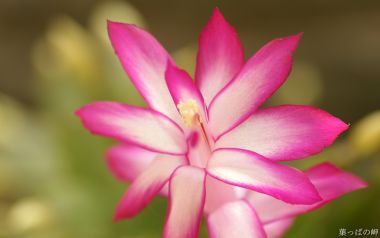 Pink Cactus Plant Flower