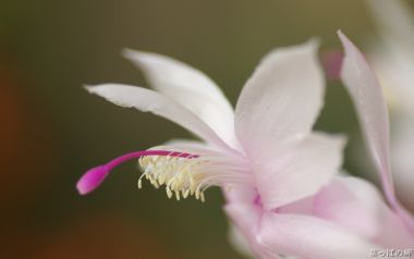 日本蟹爪兰绽放特写