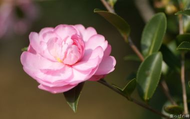 日本山茶花绽放美景