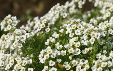 White Flower Bloom In Japanese Herb Garden