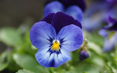 Japanese Three Colored Viola Close Up