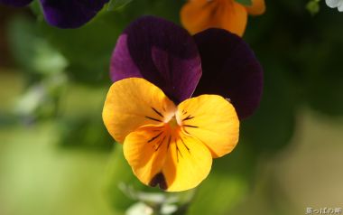 Japanese Flower Show Pansy Closeup