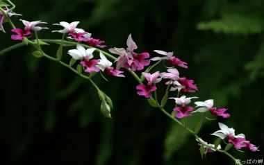 清新淡雅的粉白兰花特写
