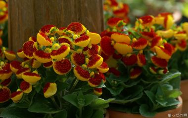 Vibrant Potted Calceolaria Flowers