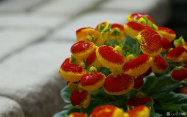Vibrant Calceolaria Flower Close Up