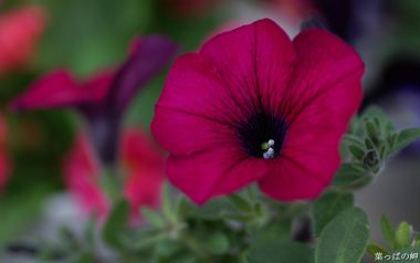 Deep Red Petunia Macro Photography