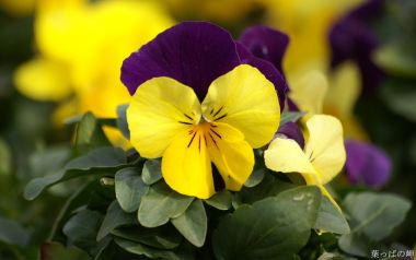 Blooming Purple And Yellow Pansy Flower