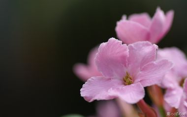 清新粉色花朵微距摄影