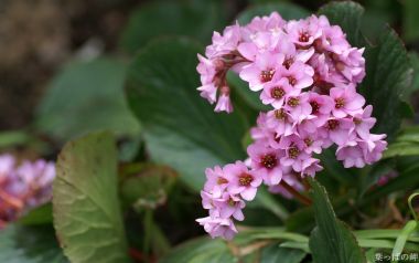 Blooming Pink Bergenia Flowers