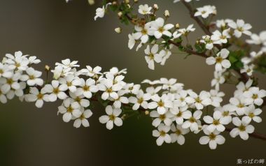 春日盛开的白色绣线菊