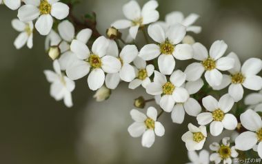 Fresh White Spiraea Flowers Macro