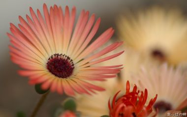 Beautiful Macro Photography Of Livingstone Daisy