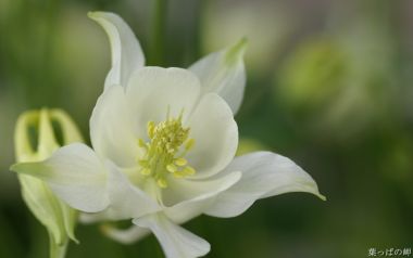 White Columbine Flower Macro