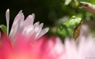 花丛中的小青蛙