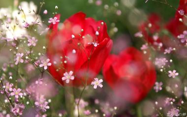 Red Tulips And Babys Breath Flowers