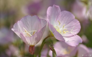 Pink Evening Primrose Macro Photography
