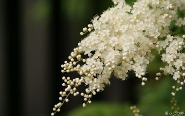 清新白色绣线菊花簇特写