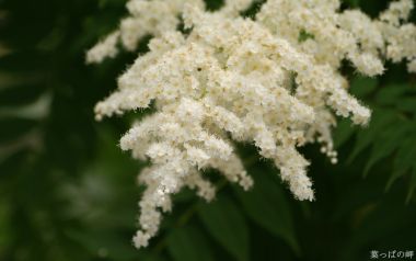 清新白色绣线菊花簇特写