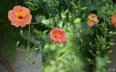 Fresh Orange Campsis Grandiflora Close Up