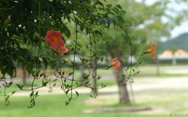 Blooming Orange Trumpet Creeper In Park