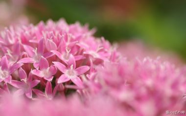 清新粉色五星花微距摄影