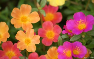 Colorful Portulaca Grandiflora Flowers