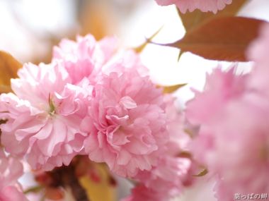 Blooming Pink Yaezakura Cherry Blossoms