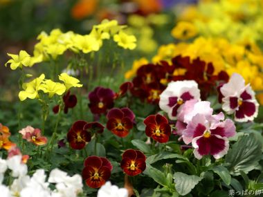 Colorful Pansies And Oxalis In Spring Garden