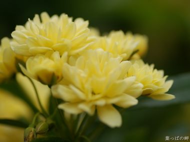 春日清新黄色木香花特写