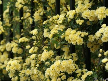 Blooming Yellow Banksia Rose Wall