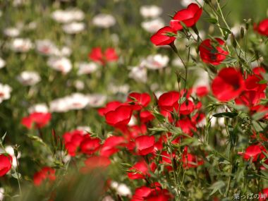 Blooming Red And White Flowers In Spring