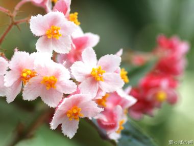 Fresh Pink Begonia Flower Macro Photography