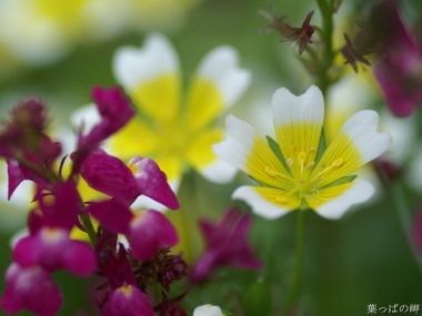 Limnanthes Douglasii And Linaria Flowers