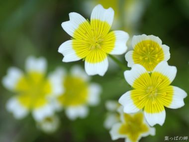 Fresh Yellow And White Flower Macro