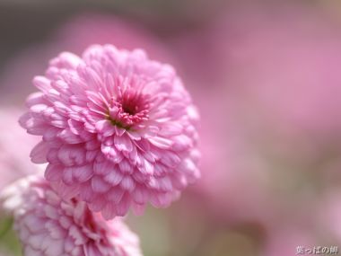 Pink Chrysanthemum Macro Photography