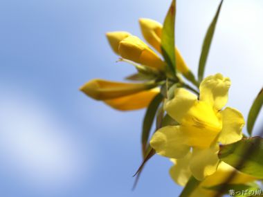 Bright Yellow Flowers Under Blue Sky