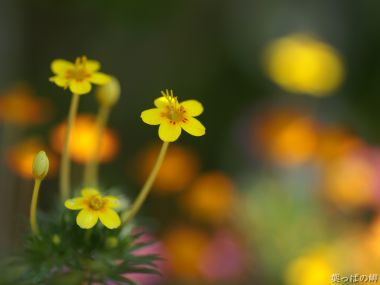 Floral Impressions: Personal Photography Collection (Vol. 2)