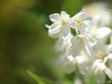 Fresh White Flower Macro Photography