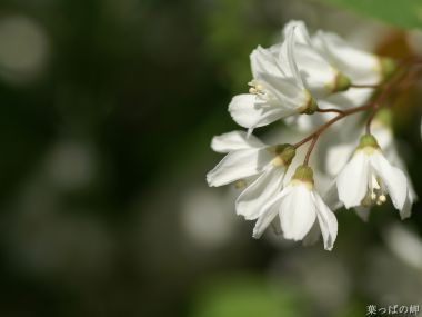 Fresh White Flower Macro Photography