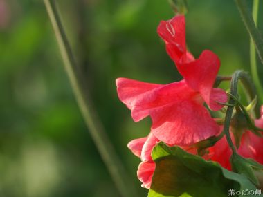 Vibrant Red Sweet Pea Flower Macro