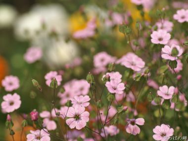 Fresh Pink Dianthus Flowers