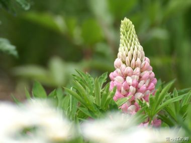 Lupine Flowers In Japanese Garden