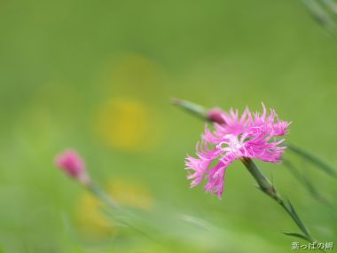 Pink Dianthus Flower In Japan