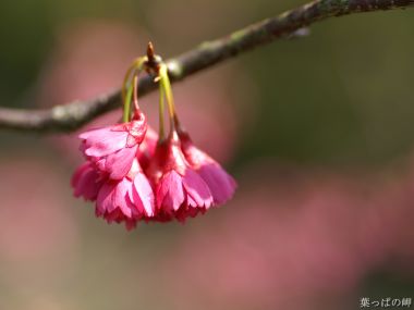 Japanese Spring Cherry Blossom Closeup