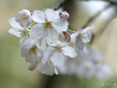 日本樱花盛开的宁静春日