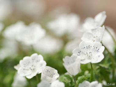 Japanese White Petal Flowers Macro Photography