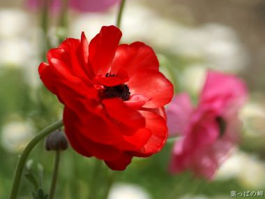 Red Ranunculus Flowers In Japan