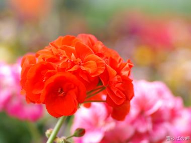 Red Geranium Flower In Japanese Garden