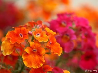 Japanese Garden Orange Pink Flower Closeup
